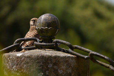 Faucon crécerelle sur une borne de la terrasse